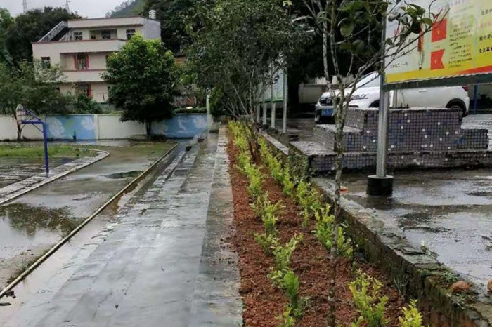 美化校園 -- 植樹活動